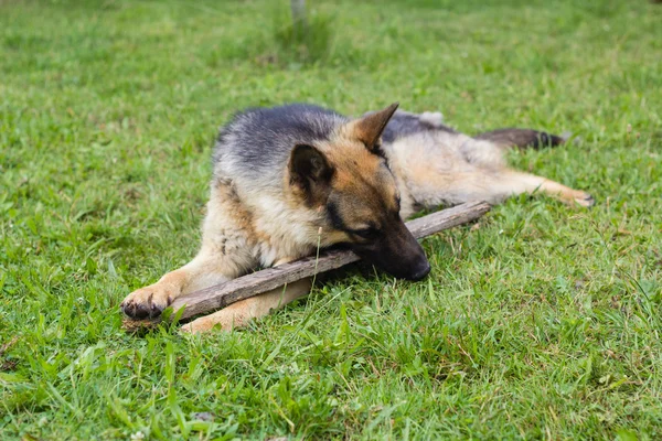 Ahşap sopa ile oynayan genç kahverengi köpek
