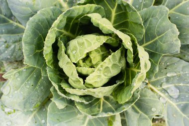 çiğ yeşil lahana yaprakları