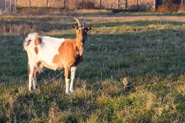 Kambing cokelat di peternakan — Stok Foto