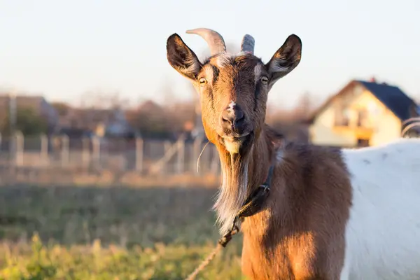 Hnědá koza na farmě — Stock fotografie