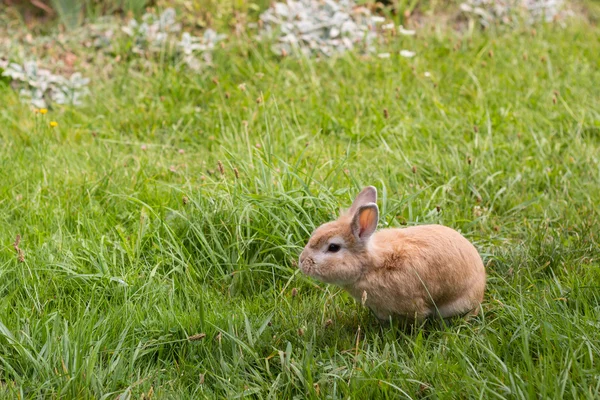 Petit lapin brun sur herbe verte — Photo