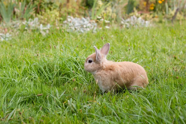 Маленький коричневый кролик на зеленой траве — стоковое фото