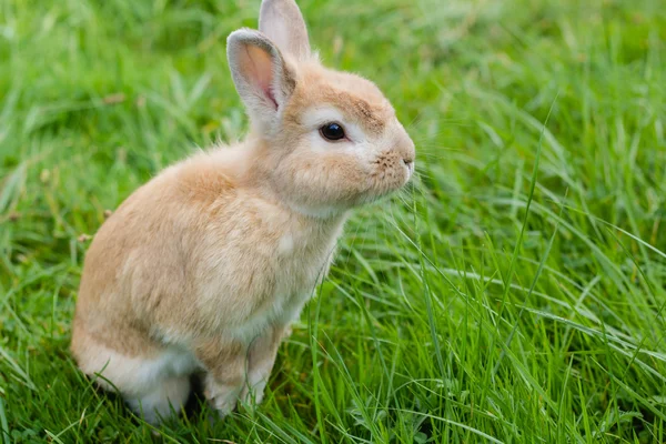 緑の芝生の上の小さな茶色のウサギ — ストック写真
