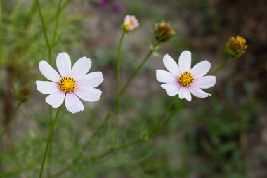 parlak renkli çiçek bahçesinde