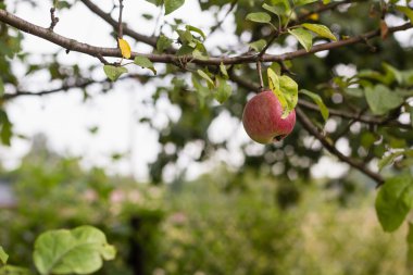 bir ağaç dalı üzerinde elma