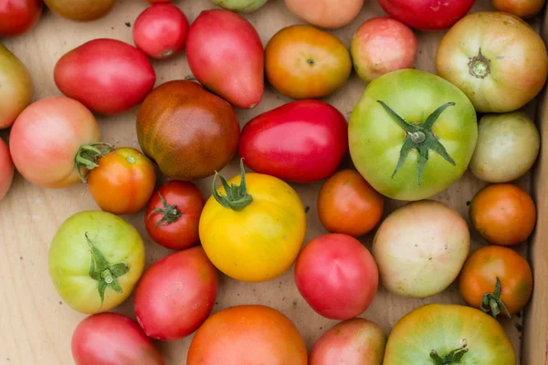 Många färgglada tomater med olika storlek bakgrund — Stockfoto