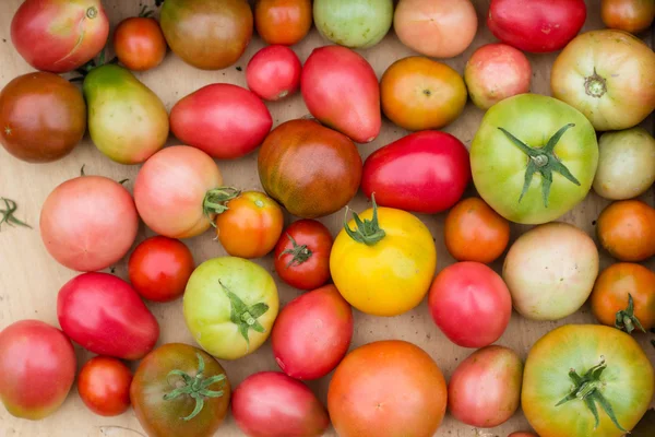 Många färgglada tomater med olika storlek bakgrund — Stockfoto