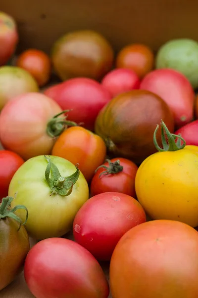 Muitos tomates coloridos com fundo de tamanho diferente — Fotografia de Stock