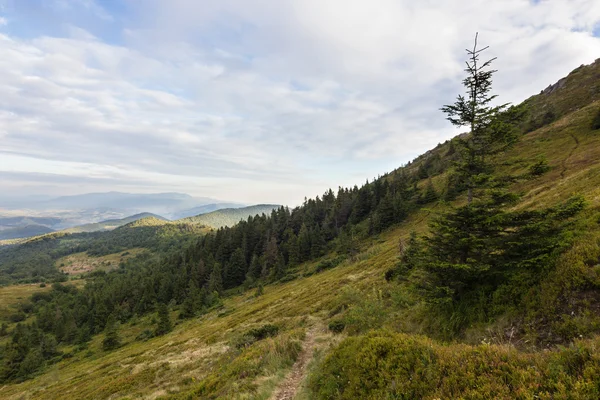 Karpat Dağları'nda yaz günbatımı manzara