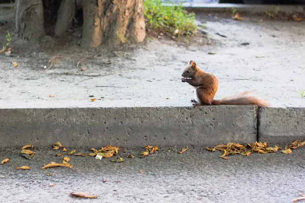 Ardilla marrón en el parque de otoño — Foto de Stock