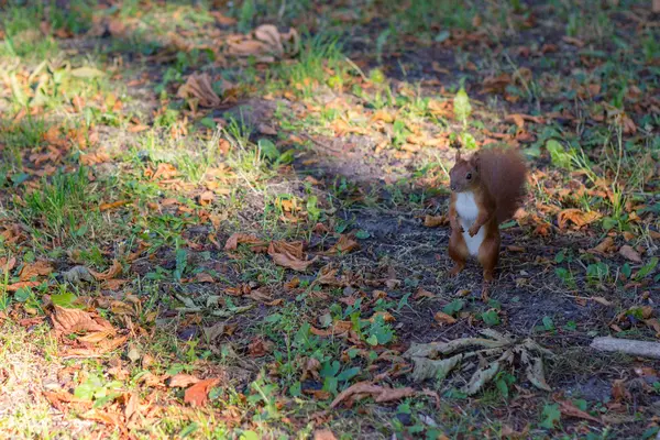 Hnědá veverka v podzimním parku — Stock fotografie