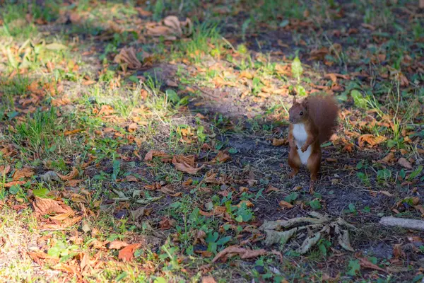 Sonbahar Park kahverengi sincap — Stok fotoğraf