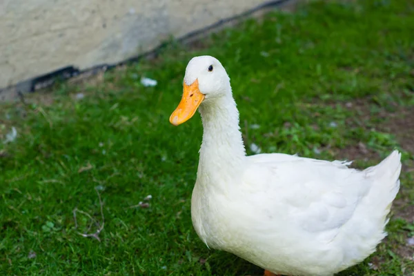 Nagy kövér kacsa, zöld fű, a farm — Stock Fotó