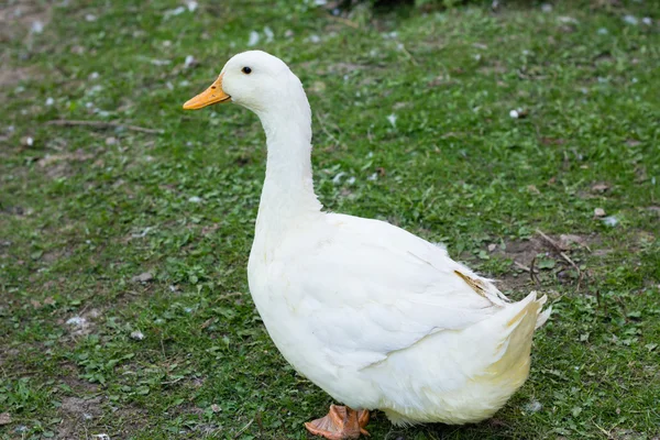 Big fat duck on green grass on farm — Stock Photo, Image