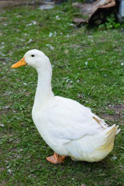 Büyük fat duck çiftlikte yeşil çimenlerin üzerinde