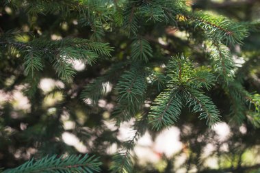 yeşil çam iğneleri arka plan