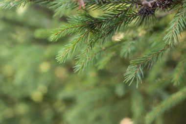 yeşil çam iğneleri arka plan