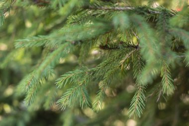 yeşil çam iğneleri arka plan