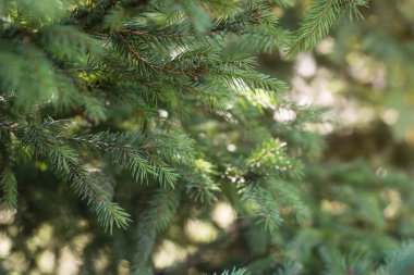 yeşil çam iğneleri arka plan