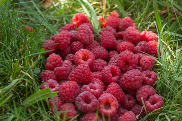 Heap of read raspberries in green grass — Stock Photo, Image