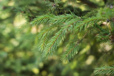 yeşil çam iğneleri arka plan