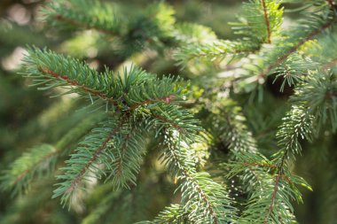 yeşil çam iğneleri arka plan