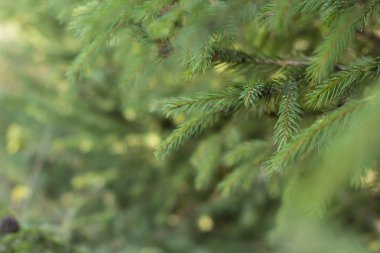 yeşil çam iğneleri arka plan