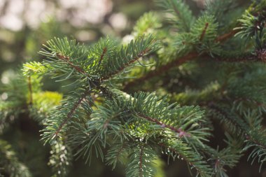 yeşil çam iğneleri arka plan