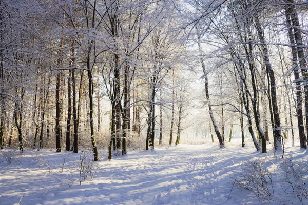 Світло в засніженому зимовому лісі — стокове фото
