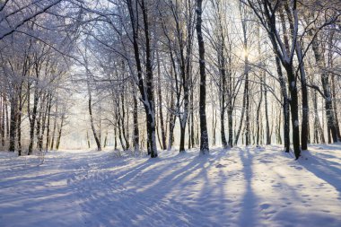 Karlı kış orman içinde ışıklar