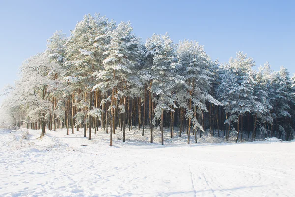 Зимовий пейзаж з pineforest — стокове фото