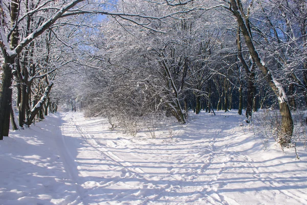 Luzes na floresta nevada de inverno — Fotografia de Stock