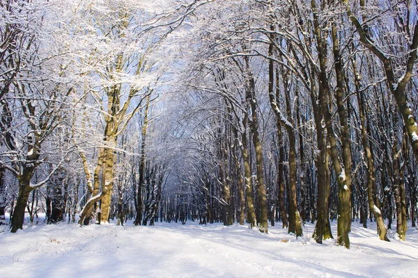 Свет в снежном зимнем лесу Лицензионные Стоковые Фото