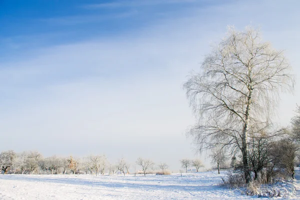 Зимовий пейзаж дерева в полі — стокове фото