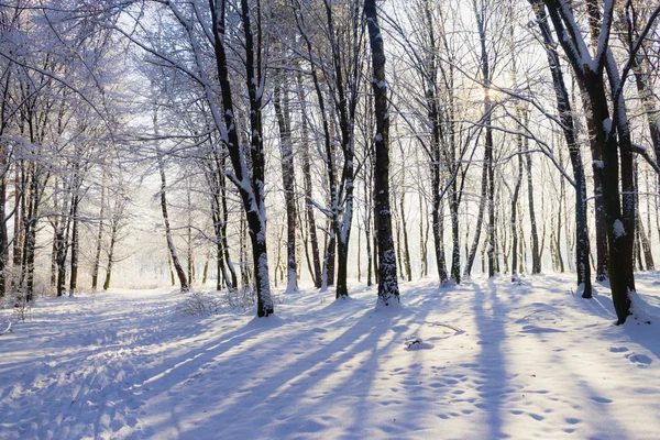 Світло в засніженому зимовому лісі — стокове фото