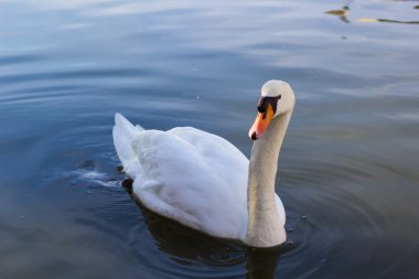 Mavi su üzerinde beyaz bir kuğu