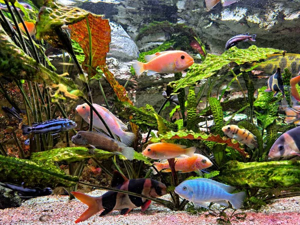 Bitkili bir akvaryumda canlı tatlı su kabukluları ve balık.
