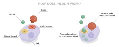 İnsülin nasıl etki eder? Düz izometrik vektör çizimi diyagramı. Eğitimsel tıbbi bilgi pankartı.
