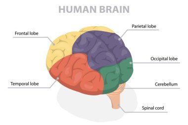 İnsan beyni şematik vektör illüstrasyonunun yapısı. Düz izometrik vektör çizimi diyagramı. Eğitimsel tıbbi bilgi pankartı.