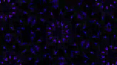 Psikedelik Kaleydoskop Patlaması simetrik kaleydoskop şekilleri patlıyor ve canlı renklerle beatendly döngülerde şekil değiştiriyor