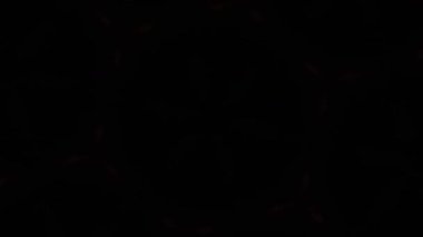 Psychedelic Kaleidoscope Burst Symmetric kaleidoscope shapes bursting and morphing with vibrant colors on beatfriendly loops