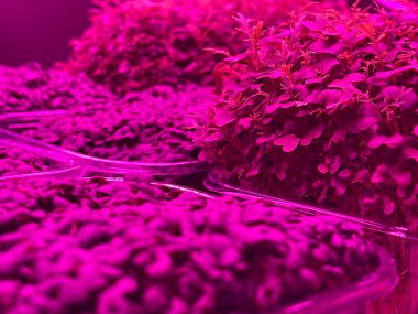 LED tarafından aydınlatılan canlı mikro yeşiller modern bir tarım sisteminde büyür. Yoğun mor-mor ışık dikey çiftçilik ortamında fotosentez ve bitki büyümesini optimize eder..
