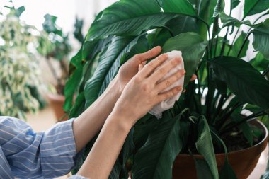 closeup hands wiping wet napkin leaves of indoor plants, caring for plants concept