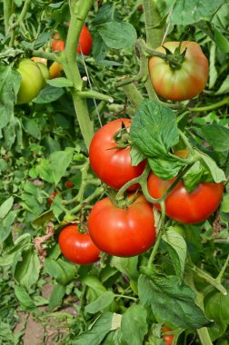Serada domates yetiştiriyor.