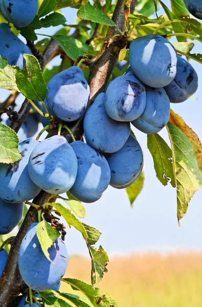 Stock image Ripe plums on the branch