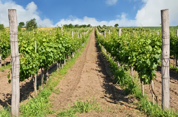 La viticultura en Europa —  Fotos de Stock