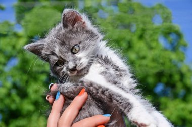 Tırnak tasarım ve Pussycat