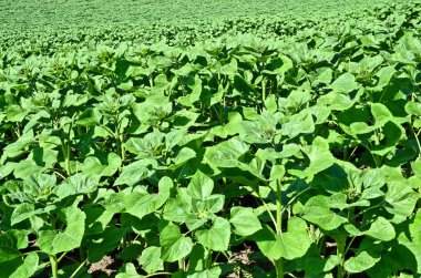 Genç ayçiçeği alan