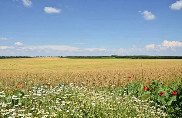 Terres agricoles de blé en été — Photo