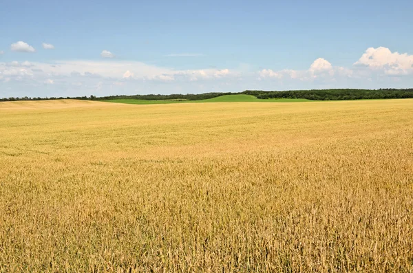 Champ de blé énorme en été — Photo